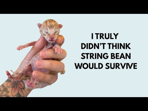 3 Newborn Kittens, 3 Sleepless Nights