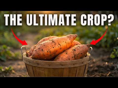 If I Could Only Plant ONE Thing to Feed My Family...