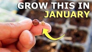 GROW These Seeds in JANUARY