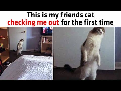 People Can’t Get Enough Of These Weird Little Cats