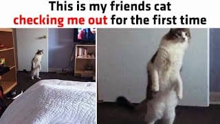 People Can’t Get Enough Of These Weird Little Cats