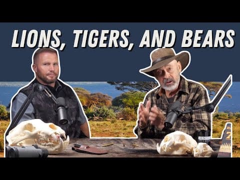 African Lions Vs. American Mountain Lions?! Ep.469