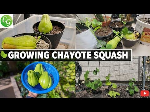 Grow Chayote Squash Easily: Sprouting, Trellis Tips & Harvest Guide