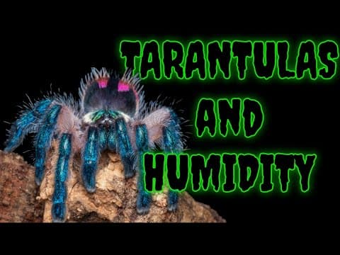 Humidity & Tarantulas: Why We Overthink It!