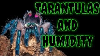 Humidity & Tarantulas: Why We Overthink It!