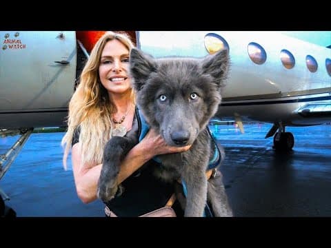 The Blue Wolfdog / How I Flew River To The Uk / Ep 2