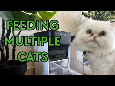 All My Cats Have Different Diets (trying An Rfid Automatic Pet Feeder!)