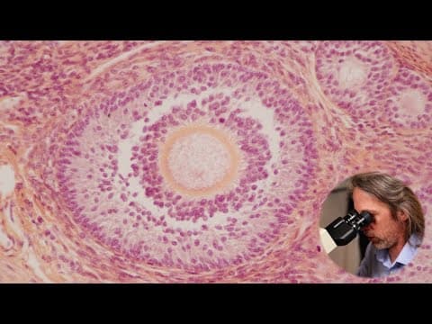 Histology Of The Ovary