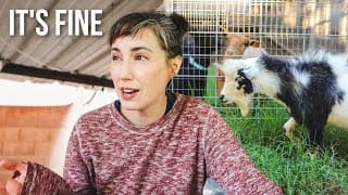 A Goat Update I Didn’t Want To Make