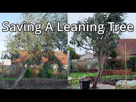 Saving A Fallen Tree