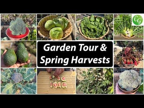 Spring Harvests And Organic Gardening Tips