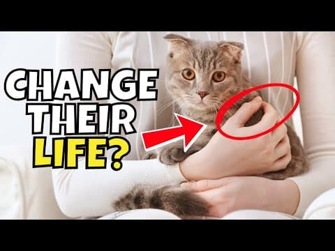 7 Ways To Drastically Improve Your Cat's Life This Year