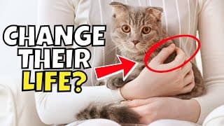 7 Ways To Drastically Improve Your Cat's Life This Year