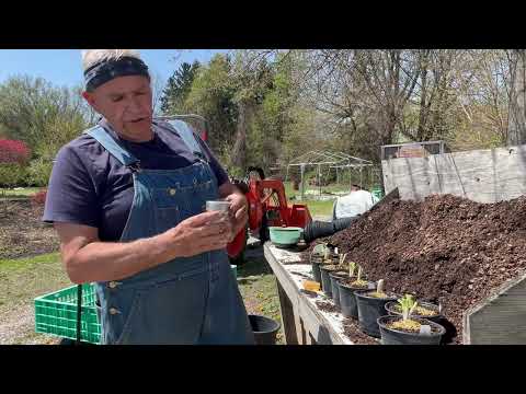 Potting Up Plants, Adding Fertilizer And A Pre-emergent Herbicide.