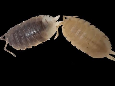 Pied And White Porcellio Dilatatus Update