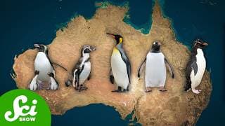 All Penguins Are From Australia
