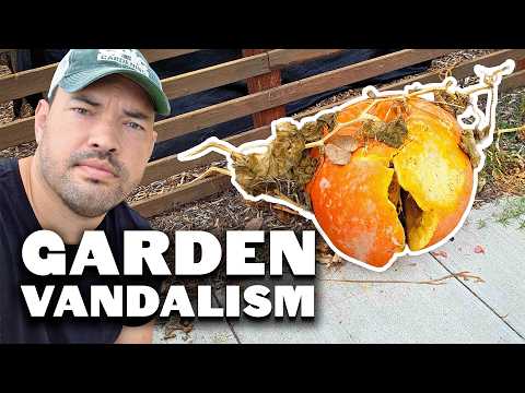 My Pumpkins Got SMASHED...🎃