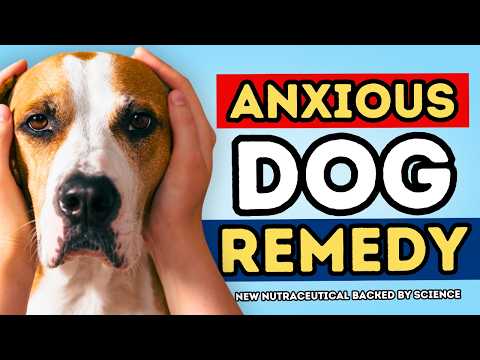 New Dog Anxiety Remedy Vets Are Talking About