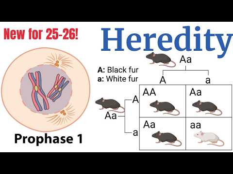 Meiosis And Genetics (ap Bio Unit 5) Made Super Simple!