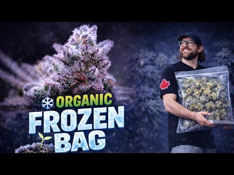 Organic Frozen Bag | Insane Results! | Everything I Did