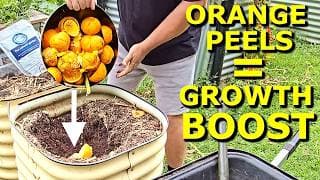 Growing Better Plants With Orange Peel Kitchen Waste!