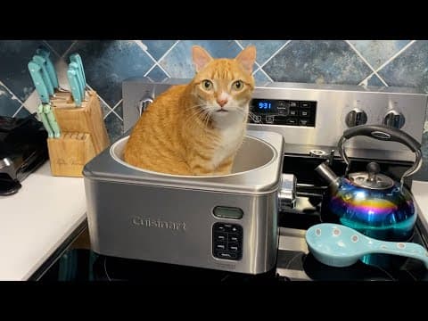 A Cat's Guide To A New Home 🏠