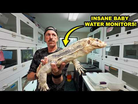 Insane Baby Water Monitors (adorable)