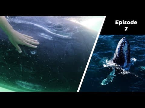 There's A Place Where Whales Come Right Up To You!