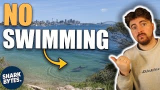Sydney Bull Shark Attacks - Shark Scientist Opinion