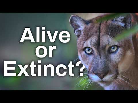 How We "rescued" The Florida Panther