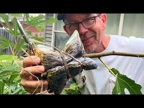 Potting Up Figs With My Sister