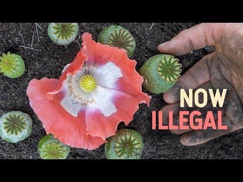 Why The Opium Poppy Is Both Legal (and Illegal) To Grow Today!
