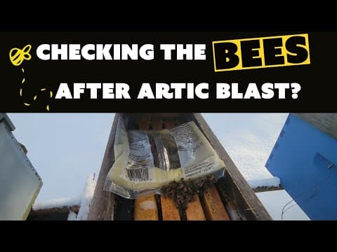 Checking Your Bees Food Reserves When It's Cold?