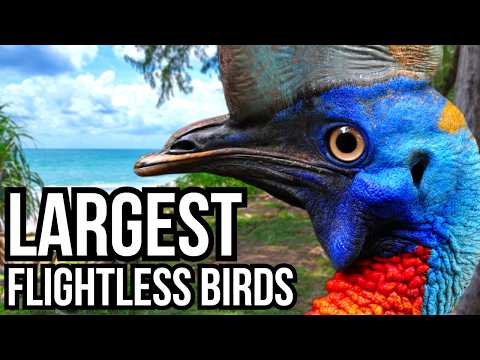 Ranking All 7 Continents By Their Largest Flightless Bird - From Smallest To Largest