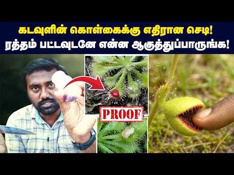 🤯 ரத்தம் பட்ட உடனே என்ன ஆகுதுன்னு நீங்களே பாருங்க! | Sundew Plant - How Do They Eat & Hunt