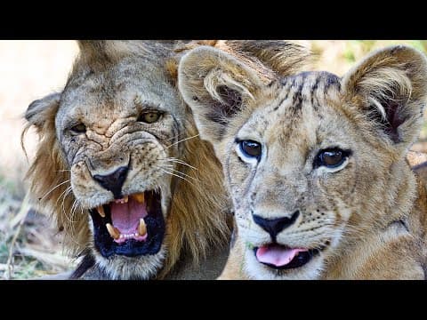 Wild Lion Cubs Play | The Lion Whisperer