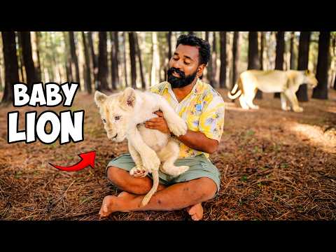 സിംഹക്കുട്ടിയെ നാട്ടിലേക്ക് കൊണ്ടുവന്നാലോ | Lion Vs Crocodile Real Experience In Thailand | M4 Tech