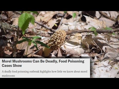 Morel Illness Outbreak? Not What You'd Expect. Here's What To Know