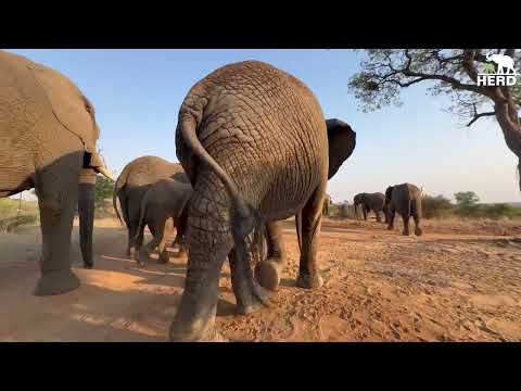 Mambo Fun, Walks & Chats With Elephants 🐘 Count Down To Givingtuesday!