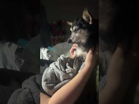 My Favorite Groomer Is Live! Some Of My Last Moments With Faith