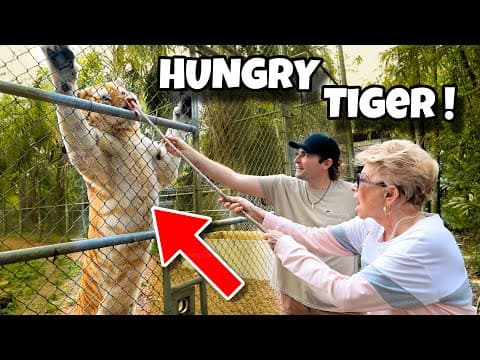My Grandma Feeds Lions And Tigers ! What Happens ?!