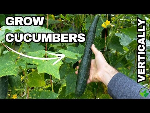 How To Grow Cucumbers Vertically - Proven Tips For Big Yields!