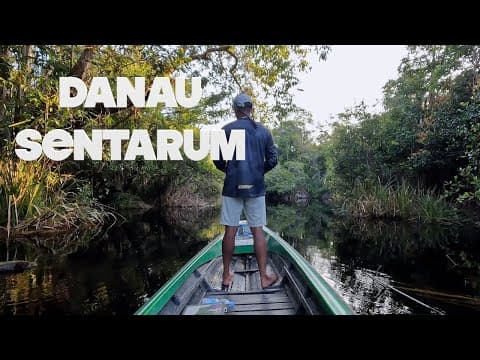 Channa Pleurophthalma Danau Sentarum