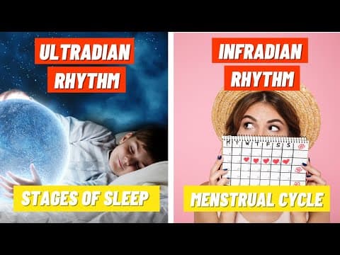 Stages Of Sleep And The Menstrual Cycle | Ultradian & Infradian Rhythms