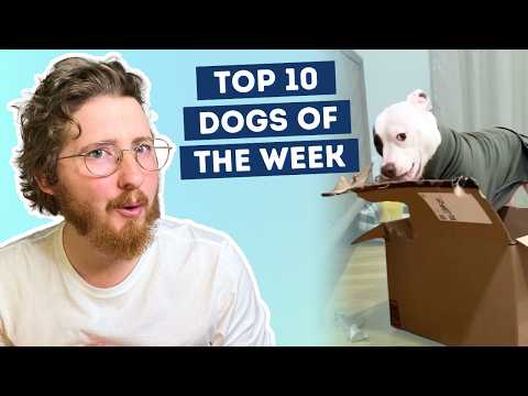 This Dog Has A "destroy" Button