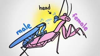 Why Is It Always Males That Get Eaten During Sex?