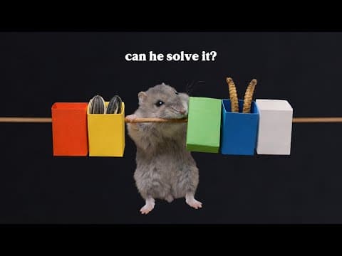Make This Easy Puzzle Toy For Your Hamster 🐹