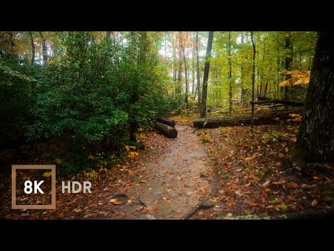 Rainy Autumn Walk in Nature | Georgia Rain Sounds for Study and Relaxation 8K