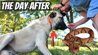 The Effects Of An Angry Venomous Snake Bite On My Puppy!
