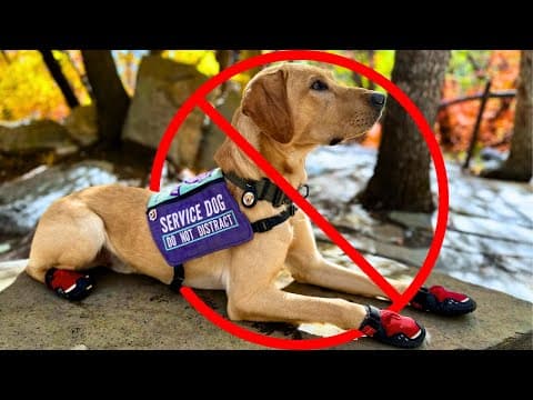 Places I Won't Bring My Service Dog (even If It's Legal)